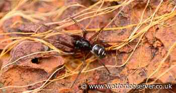 Map reveals every sighting of the venomous false widow spider in the UK
