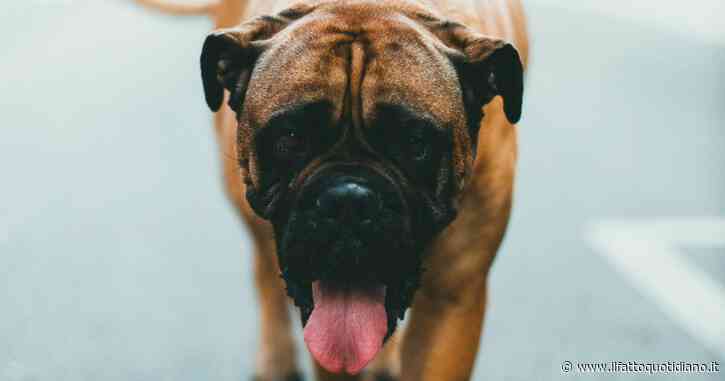 Bimbo di 8 anni morso alla testa da un cane durante una festa a Biella, è grave