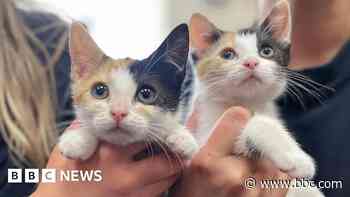 'Overwhelming public support' saves animal charity