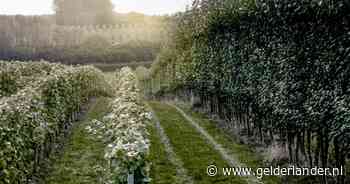 Fransen die wijn maken in het buitenland: dat is vloeken in de kerk, toch gebeurt het
