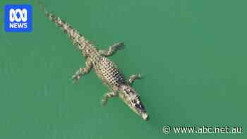Two-metre croc in popular WA tourist spot a long way from home, putting locals on edge