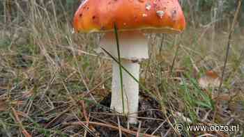Speuren naar paddenstoelen in het Gouwebos