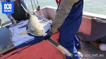 Scientists and fishers collaborate to save this peculiar-looking, 'elusive' ray