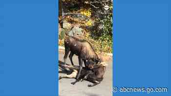 WATCH:  Bull moose go antler-to-antler in Alaska neighborhood
