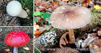 The mushrooms and fungi people can spot in Dorset and the New Forest