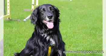 Wirral Globe dog of the week: 'Lovely' Lily needs you