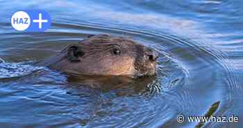 Hannovers Südschnellweg-Biber: Wie geht es ihnen nach der Umsiedlung?