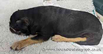 Appeal after paralysed dog found abandoned on canal bank
