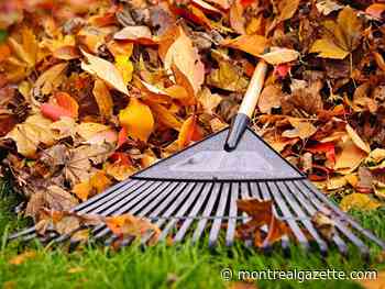 Montreal weather: A boring forecast leaves time for raking leaves