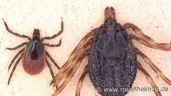 Riesenzecke mittlerweile auch in Deutschland zu finden – verfolgt Opfer bis zu 100 Meter