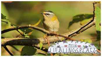 Mein Lieblingsplatz: Wo Fotograf Paul Bogner seine sensationellen Vogelbilder macht