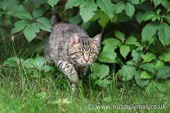 How to stop cats from entering your garden with simple food item