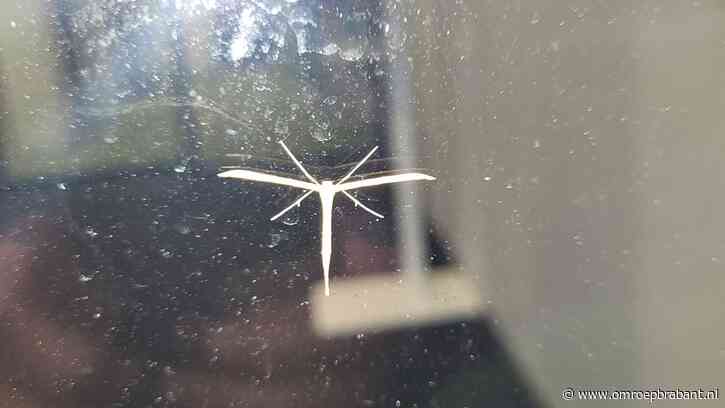 Welk mysterieus motje plakt hier aan het raam? We vragen het Frans