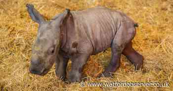 Baby white rhino born at Whipsnade Zoo