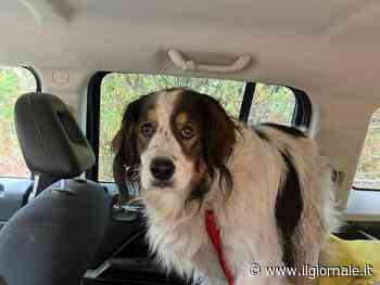 La caduta nel bosco e la frattura all'anca: 84enne salvo grazie alla cagnolina Gita