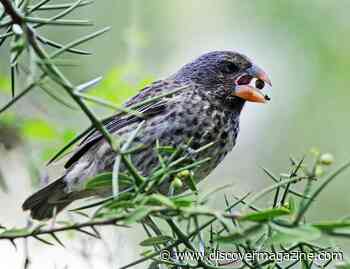 Musical Experiment Links Climate and Environment to Darwin's Finch Evolutionary Change