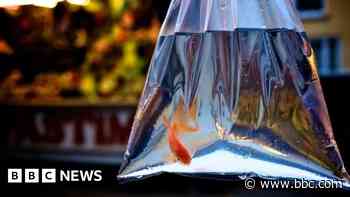 Council introduces animal prize ban