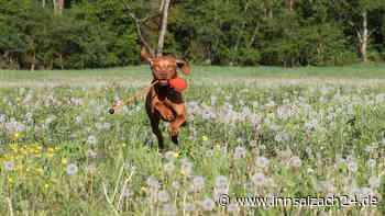 Waldkraiburger Wochenschau: Steuerflüchtige Hunde