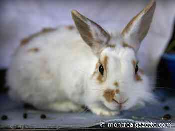 Montreal SPCA to hold no-fee adoption on Monday