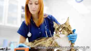 Tierarztbesuch immer teurer – was Haustierhalter beachten sollten