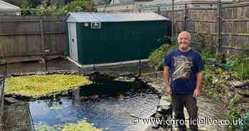 'Killer' otters terrorising town as they break into gardens and eat people's fish