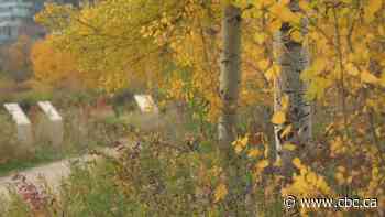 Why Alberta's autumns are shorter and not as colourful as Ontario's