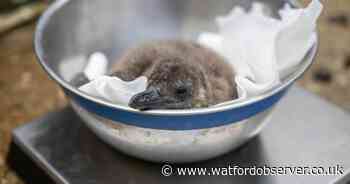 Hertfordshire Zoo names endangered penguin chicks after Oasis frontmen