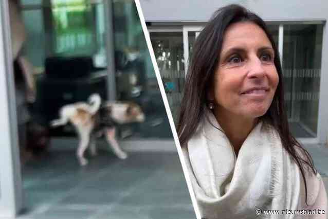 Oeps! Plassende hond tijdens interview met An Christiaens aan stemlokaal