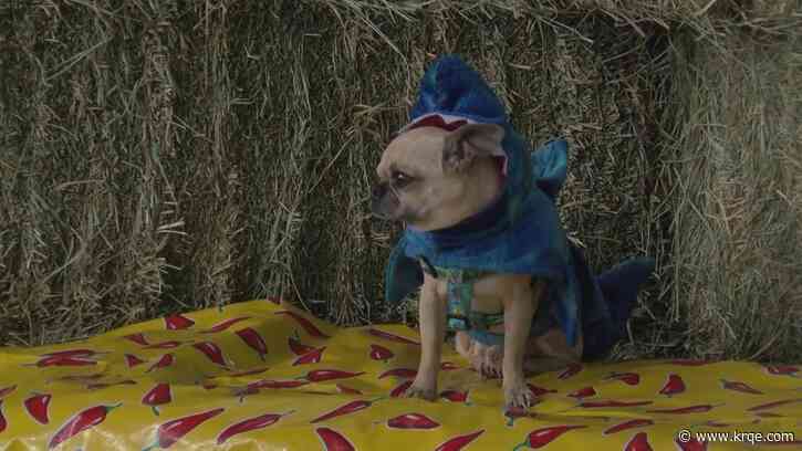 Pups compete in costumes at Rail Yards Market