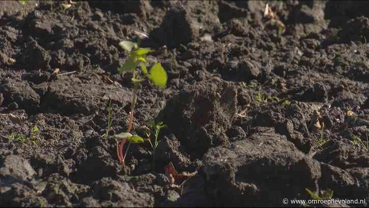Flevoland - Zijn boeren door flinke prijsstijging landbouwgrond schathemeltjerijk?