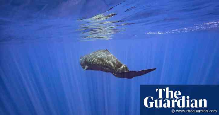 ‘It looked like something out of Star Trek – I expected it to go at warp speed’: the incredible marine life of the Azores – in pictures