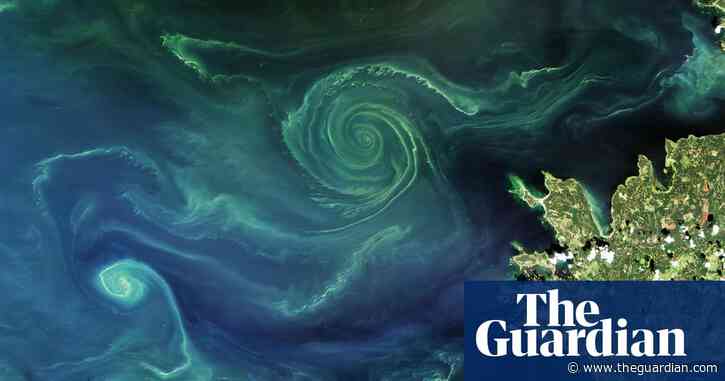 Trees and land absorbed almost no CO2 last year. Is nature’s carbon sink failing?