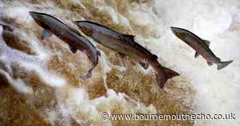 Concern for salmon numbers in Dorset after 'worst' count in 20 years
