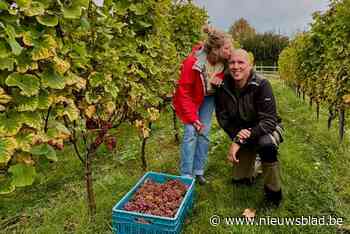 Elke Vanelderen deelt foto’s van druivenoogst en... haar grote liefde