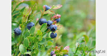 Dynamiek van de wereldwijde blauwe bessenmarkt in 2023