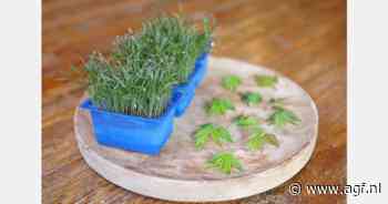 Koppert Cress lanceert Tahoon Tops en Olympia Cress