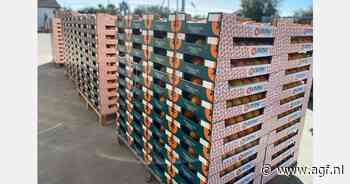 Eerste Divino kaki's klaar voor export