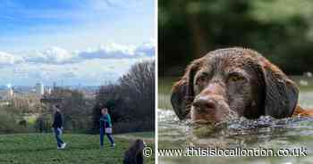 Harmful pesticides from dog flea treatments found in Hampstead Heath ponds