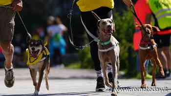 Anche la pet run nel programma della Mezza Maratona di Roma