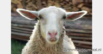Blauwtongvirus serotype 12 vastgesteld op 2 bedrijven