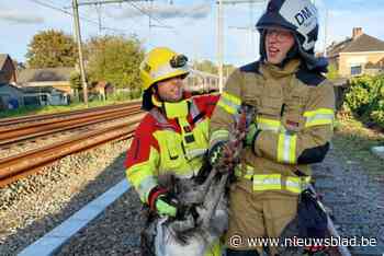 Treinhinder door ... spoorlopende struisvogel