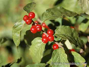 Free, two-part series about invasive and native plants offered in Maumee