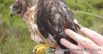 Illegal killing fears after rare bird of prey's GPS tracker goes dark