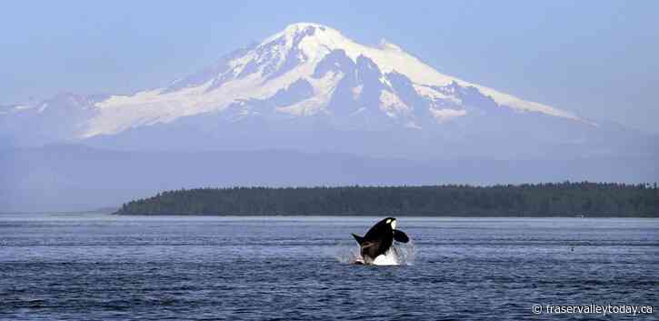 Lack of salmon may not be the problem after all for endangered orcas, UBC report suggests