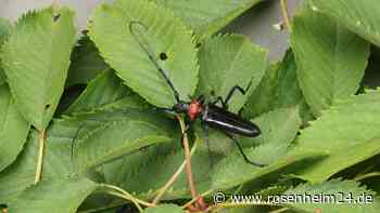 Wegen Verbreitung des Asiatischen Moschusbockkäfers: Kontrollen in privaten Gärten