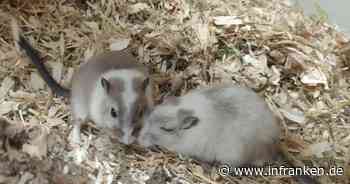 Tierheim Bamberg: Wüstenrennmäuse Pünktchen, Stups und Kiwi warten auf neues Zuhause