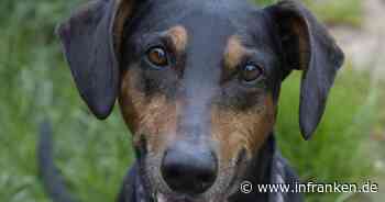 Tierheim Bamberg sucht Zuhause mit langen Spaziergängen für Jagdhund Anton