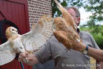 Natuurpunt De Torenvalk tevreden met groei vogelsoorten in de regio: “Inspanningen werpen hun vruchten af”
