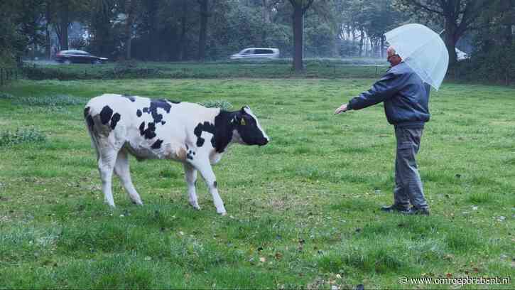 Boer na vondst dood kalf: 'Dader moet onder het bloed hebben gezeten'
