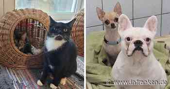 Tierheim Kulmbach rettet etliche Tiere aus Horror-Haus - mehrere Katzen überleben nicht